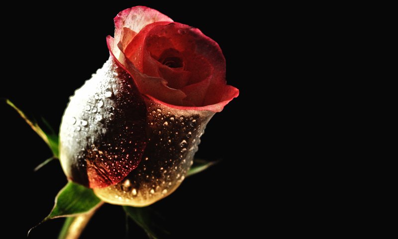 Обои цветок, роса, капли, роза, бутон, черный фон, cvetok, kapli, roza, flower, rosa, drops, rose, bud, black background разрешение 2560x1280 Загрузить
