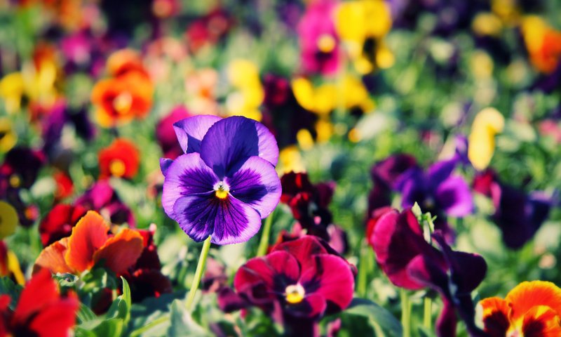 Обои цветы, фон, лето, анютины глазки, flowers, background, summer, pansy разрешение 1920x1200 Загрузить