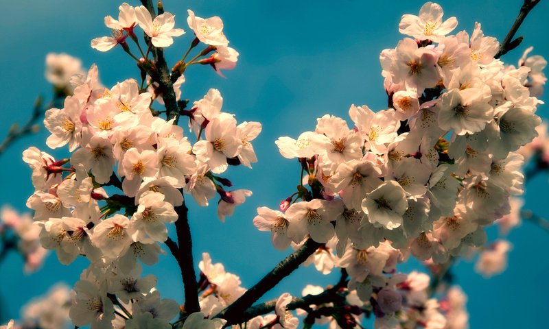 Обои цветение, весна, вишня, flowering, spring, cherry разрешение 1920x1080 Загрузить