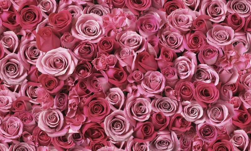 Обои цветы, бутоны, розы, лепестки, cvety, krasivo, rasteniya, flowers, buds, roses, petals разрешение 1920x1200 Загрузить