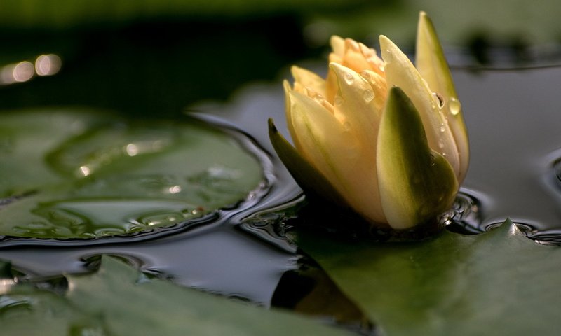 Обои кувшинка, kapli, priroda, liliya, ozero, нимфея, водяная лилия, lily, nymphaeum, water lily разрешение 2560x1600 Загрузить