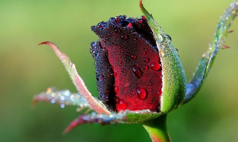 Обои цветы, природа, макро, роса, роза, бутон, buton, rozy, v rose, flowers, nature, macro, rosa, rose, bud разрешение 1920x1200 Загрузить