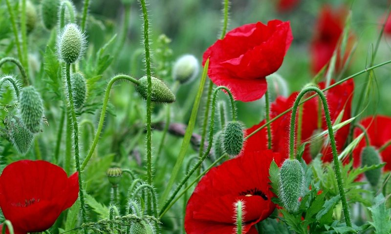 Обои цветы, листья, красные, красный, маки, стебли, яркие, полевые, flowers, leaves, red, maki, stems, bright, field разрешение 4032x2567 Загрузить