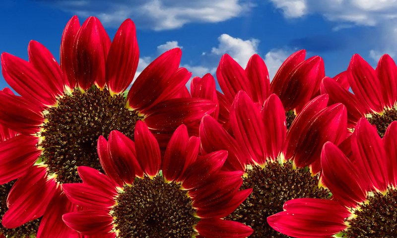 Обои цветы, лепестки, красные, подсолнухи, nebo, podsolnux, krasnye, крупным планом, flowers, petals, red, sunflowers, closeup разрешение 1920x1200 Загрузить