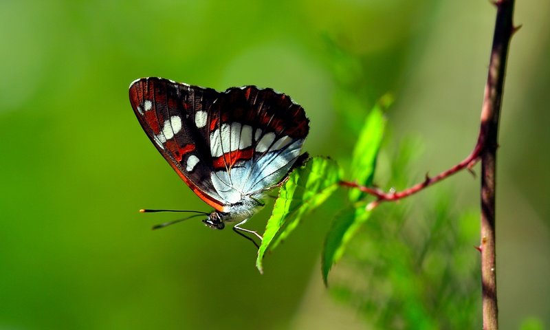 Обои ветка, листья, макро, бабочка, крылья, насекомые, branch, leaves, macro, butterfly, wings, insects разрешение 1920x1200 Загрузить