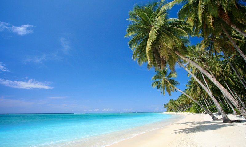 Обои песок, пляж, пальмы, отдых, тропики, sand, beach, palm trees, stay, tropics разрешение 2880x1620 Загрузить