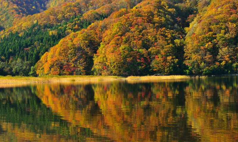 Обои деревья, берег, отражение, осень, япония, фукусима, озеро акимото, trees, shore, reflection, autumn, japan, fukushima, lake akimoto разрешение 2487x1651 Загрузить