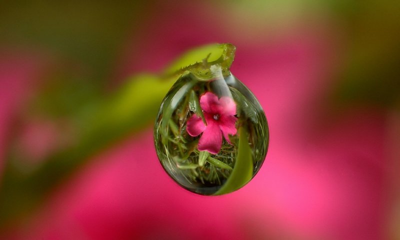 Обои трава, стебель, вода, природа, цветок, роса, капля, листок, розовый, grass, stem, water, nature, flower, rosa, drop, leaf, pink разрешение 2048x1588 Загрузить