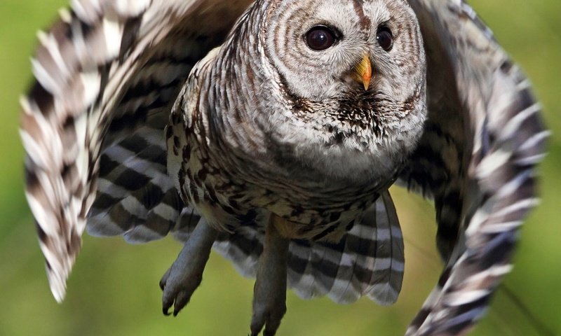 Обои сова, полет, крылья, птица, пестрая неясыть, owl, flight, wings, bird, a barred owl разрешение 1920x1666 Загрузить