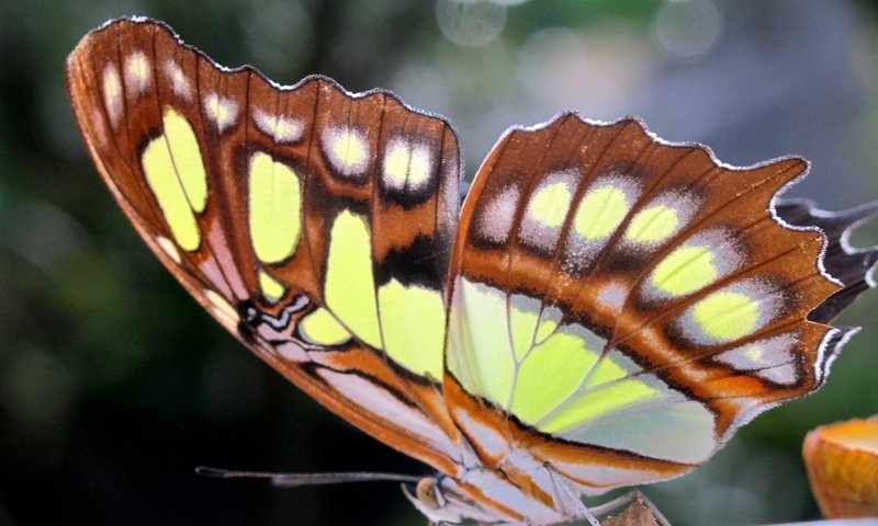 Обои макро, бабочка, крылья, насекомые, macro, butterfly, wings, insects разрешение 2048x1536 Загрузить