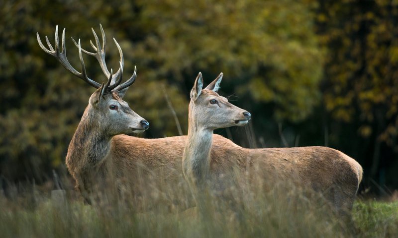 Обои лес, пара, рога, олени, опушка, forest, pair, horns, deer, the edge разрешение 2048x1367 Загрузить