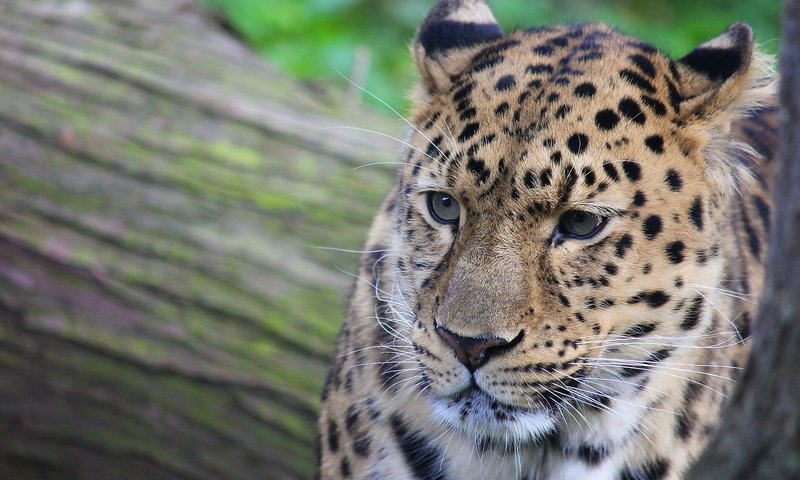 Обои морда, усы, взгляд, леопард, хищник, face, mustache, look, leopard, predator разрешение 1920x1280 Загрузить