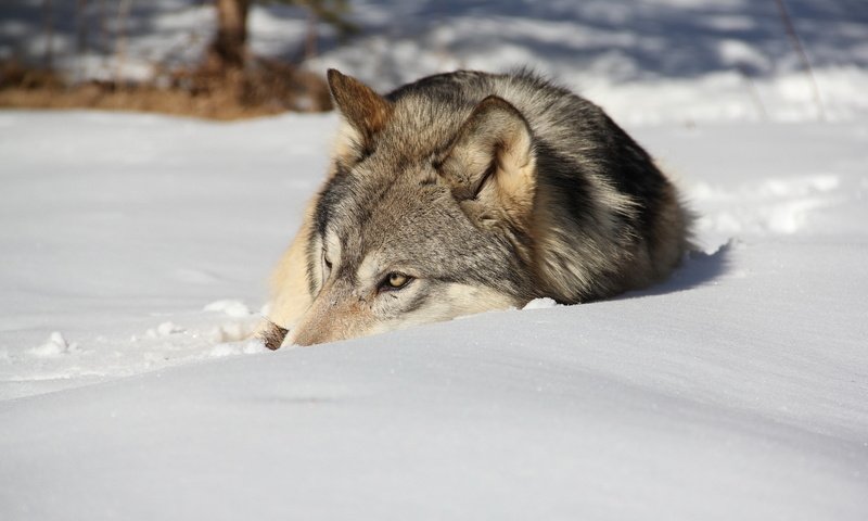 Обои снег, зима, лежит, хищник, волк, snow, winter, lies, predator, wolf разрешение 1920x1200 Загрузить