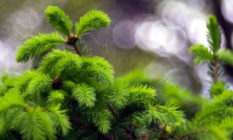 Обои природа, елка, хвоя, макро, ель, боке, nature, tree, needles, macro, spruce, bokeh разрешение 1920x1200 Загрузить