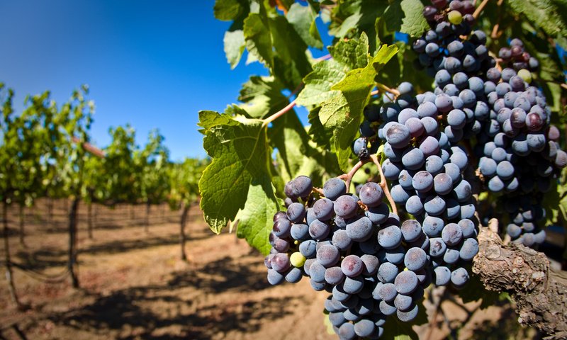 Обои листья, виноград, ягоды, лоза, кисть, гроздь, виноградник, leaves, grapes, berries, vine, brush, bunch, vineyard разрешение 2560x1600 Загрузить