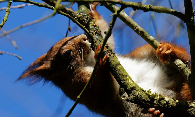 Обои небо, дерево, животные, ветки, белка, the sky, tree, animals, branches, protein разрешение 2048x1282 Загрузить