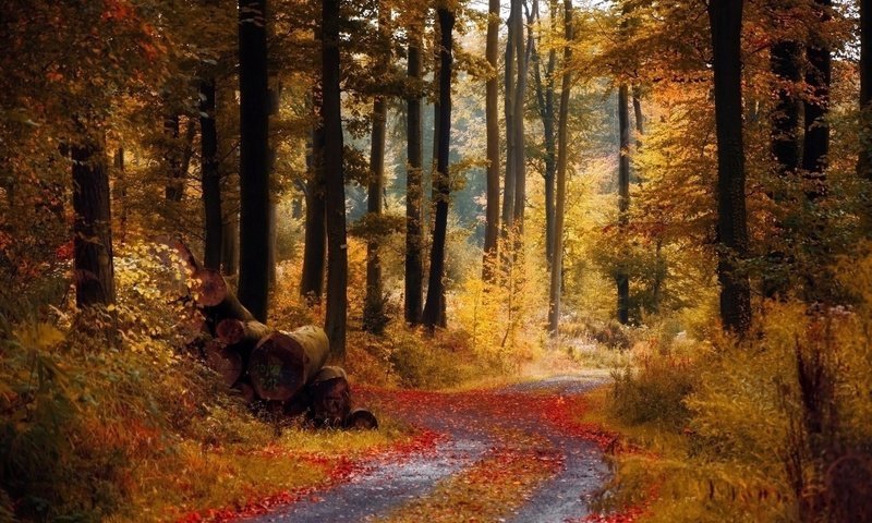 Обои дорога, деревья, природа, лес, листва, осень, бревна, road, trees, nature, forest, foliage, autumn, logs разрешение 1920x1200 Загрузить