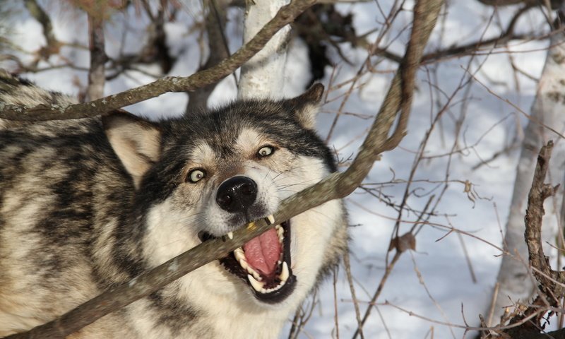 Обои ветка, снег, лес, зима, хищник, зубы, оскал, волк, branch, snow, forest, winter, predator, teeth, grin, wolf разрешение 1920x1200 Загрузить