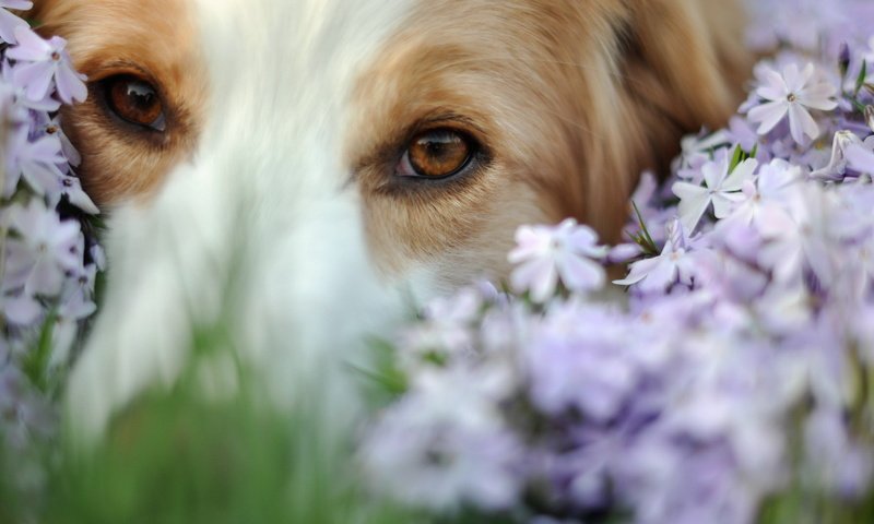 Обои глаза, цветы, мордочка, взгляд, собака, eyes, flowers, muzzle, look, dog разрешение 1920x1200 Загрузить
