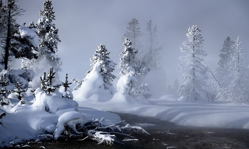 Обои снег, лес, зима, елки, сугробы, сказочный, snow, forest, winter, tree, the snow, fabulous разрешение 1920x1200 Загрузить