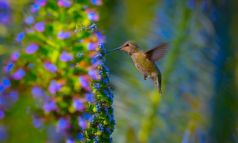 Обои цветы, природа, сад, птица, колибри, flowers, nature, garden, bird, hummingbird разрешение 1920x1200 Загрузить