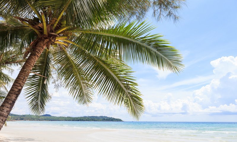 Обои море, пляж, пальма, sea, beach, palma разрешение 1920x1200 Загрузить