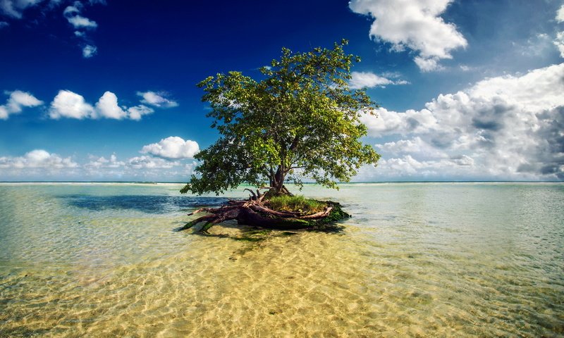 Обои вода, дерево, water, tree разрешение 1920x1200 Загрузить