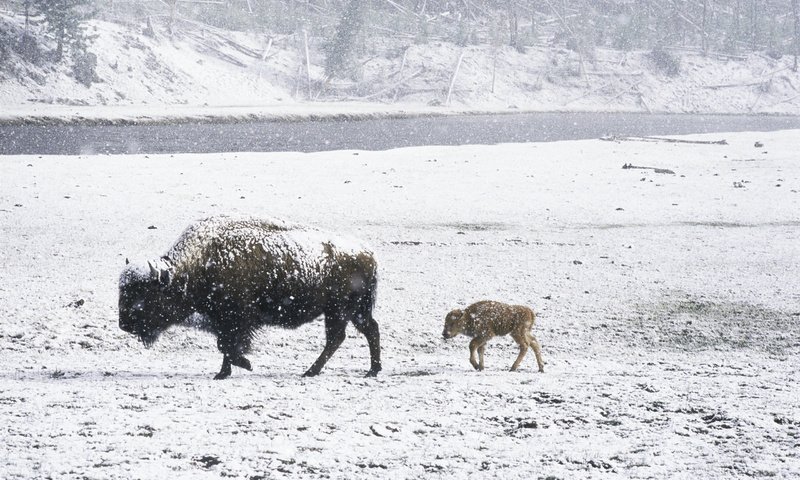 Обои снег, зима, животные, детеныш, зубры, зубр, дикий бык, snow, winter, animals, cub, bison разрешение 2560x1600 Загрузить