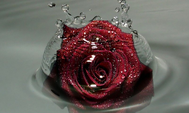 Обои вода, капельки, красная роза, water, droplets, red rose разрешение 2560x2048 Загрузить