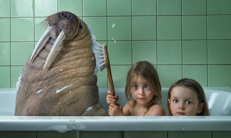 Обои животные, дети, юмор, ванна, морж, animals, children, humor, bath, walrus разрешение 1920x1200 Загрузить