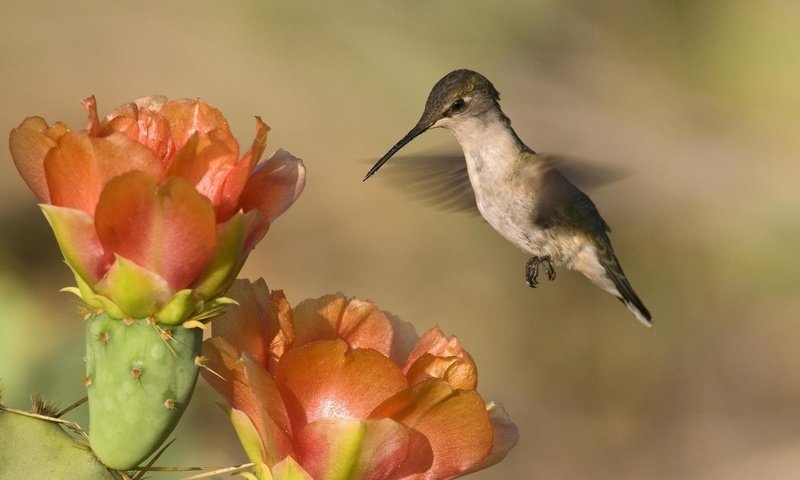 Обои природа, фон, пейзаж, цветок, птица, колибри, nature, background, landscape, flower, bird, hummingbird разрешение 1920x1200 Загрузить