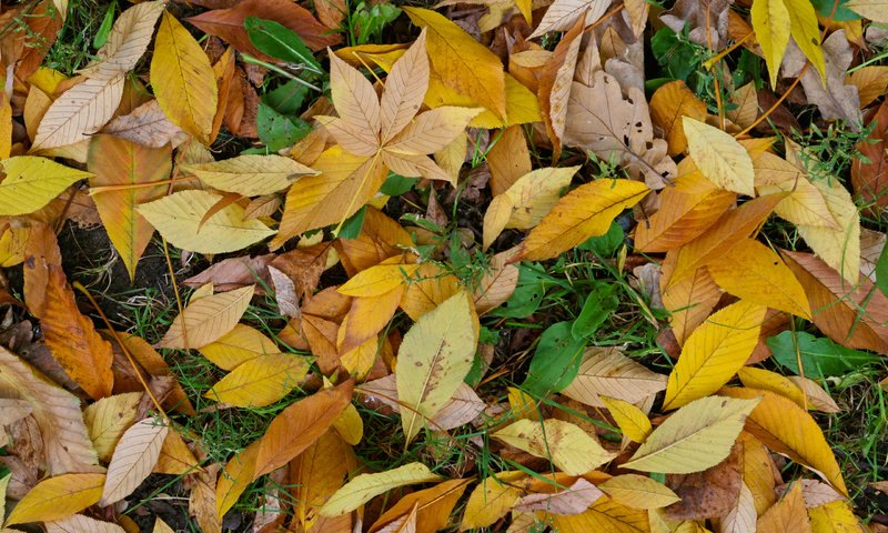 Обои желтый, зелёный, осень, листик, жёлтая, autumn (лист, грин, yellow, green, autumn, leaf, autumn (sheet разрешение 2560x1600 Загрузить