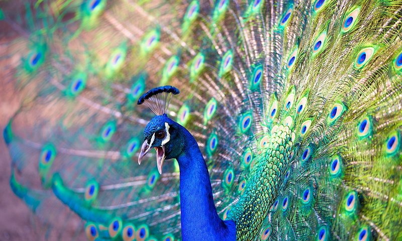 Обои красота, птица, павлин, beauty, bird, peacock разрешение 1920x1200 Загрузить