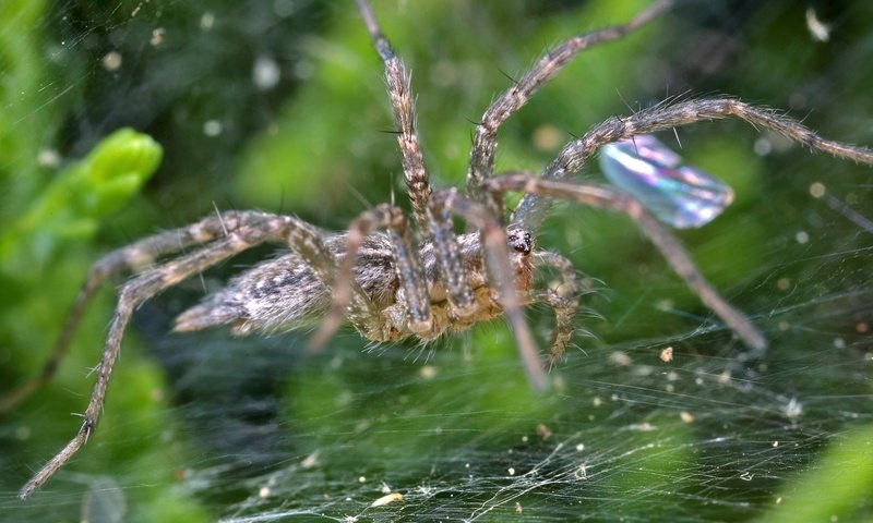 Обои макро, капли, блеск, паук, паутина, macro, drops, shine, spider, web разрешение 1920x1200 Загрузить