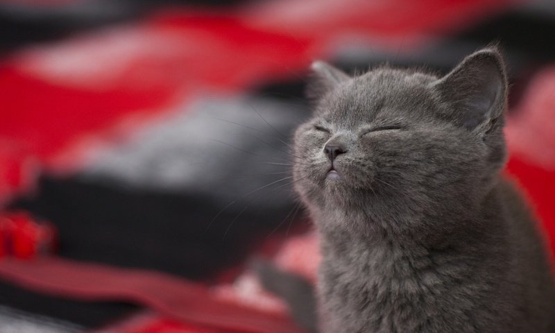 Обои котенок, довольный, блаженство, kitty, happy, bliss разрешение 1920x1200 Загрузить