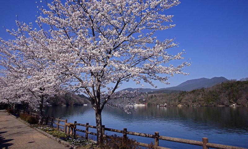 Обои река, пейзаж, япония, весна, сакура, river, landscape, japan, spring, sakura разрешение 1920x1200 Загрузить