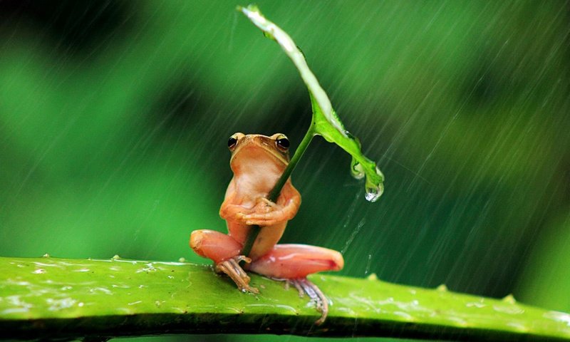 Обои фон, листок, лягушка, дождь, background, leaf, frog, rain разрешение 1920x1250 Загрузить