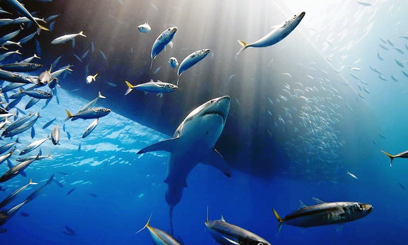 Обои рыбки, рыбы, акула, подводный мир, белая акула, fish, shark, underwater world, white shark разрешение 3500x2623 Загрузить