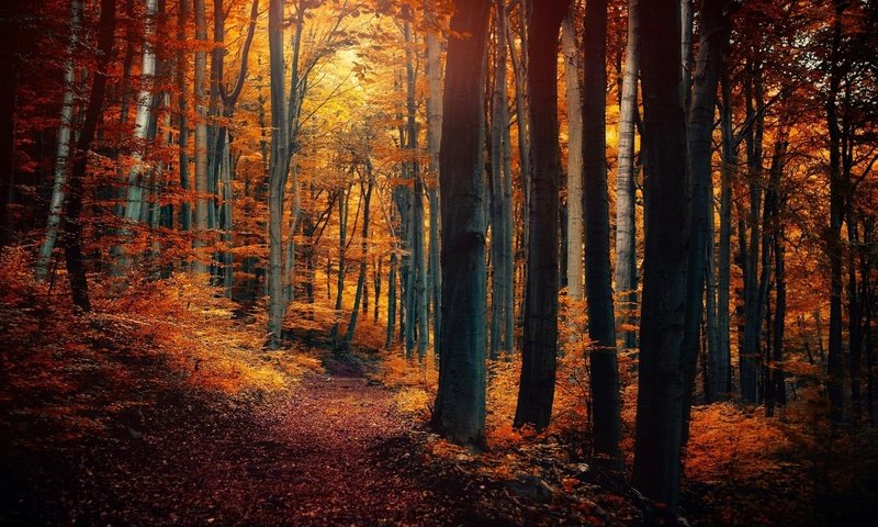 Обои природа, дерево, лес, листья, осень, тропинка, nature, tree, forest, leaves, autumn, path разрешение 1920x1080 Загрузить