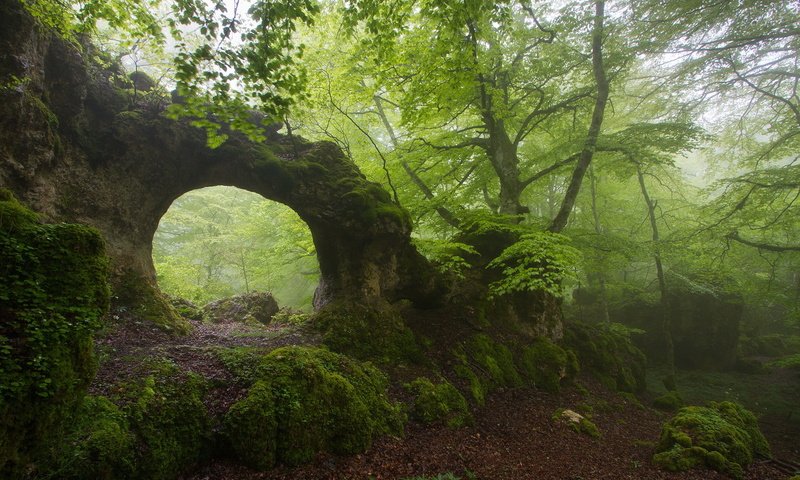 Обои деревья, природа, лес, скала, туман, арка, trees, nature, forest, rock, fog, arch разрешение 1920x1281 Загрузить