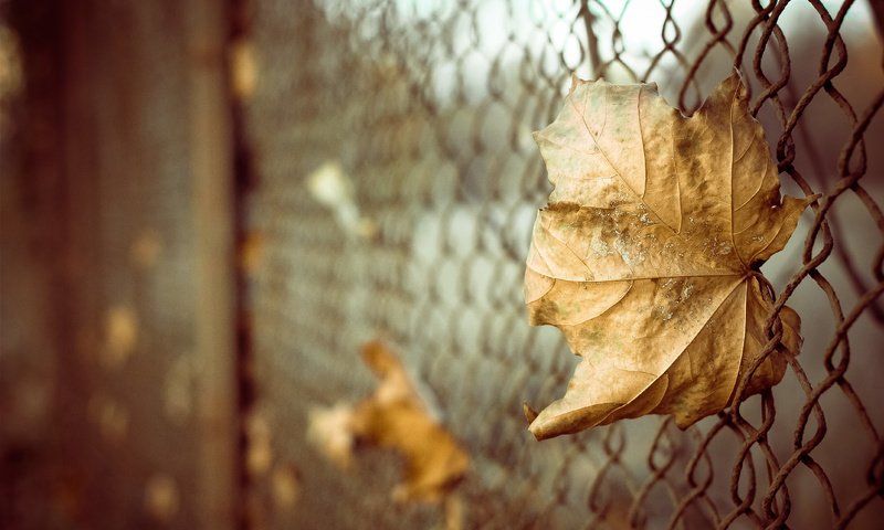 Обои листья, макро, осень, забор, лист, сетка, боке, leaves, macro, autumn, the fence, sheet, mesh, bokeh разрешение 4272x2848 Загрузить