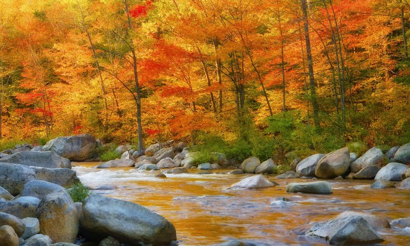Обои деревья, река, камни, листья, осень, поток, trees, river, stones, leaves, autumn, stream разрешение 1920x1080 Загрузить