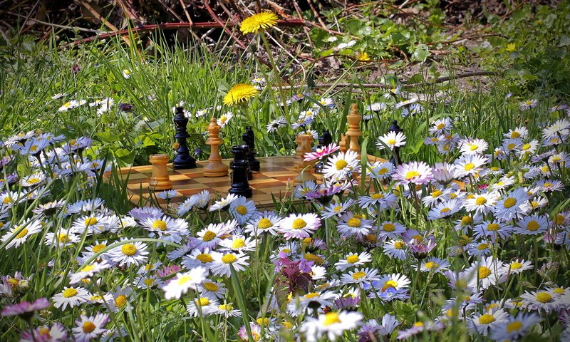 Обои цветы, природа, лето, шахматы, flowers, nature, summer, chess разрешение 1920x1200 Загрузить