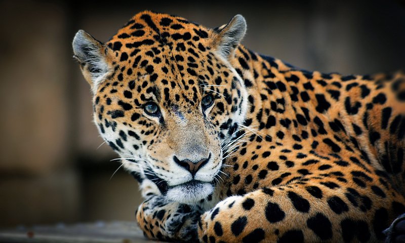 Обои взгляд, леопард, хищник, look, leopard, predator разрешение 2048x1372 Загрузить