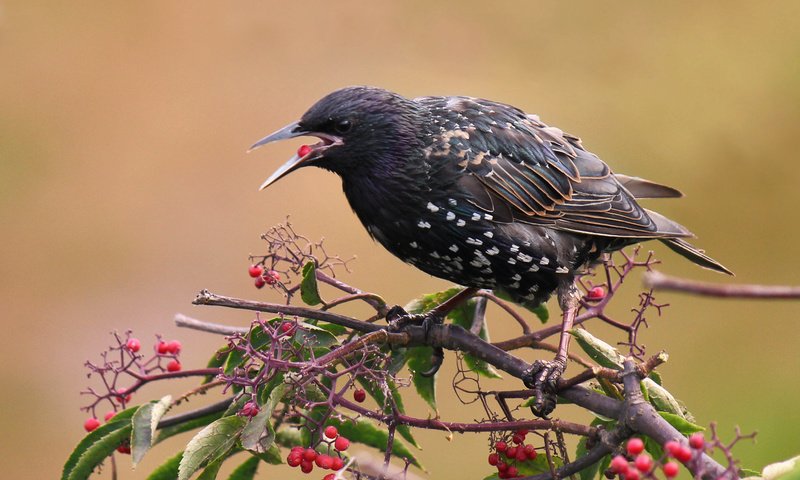 Обои ветка, листья, ягода, птицы, скворец, branch, leaves, berry, birds, starling разрешение 2877x1918 Загрузить