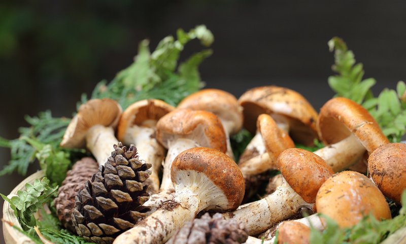 Обои листья, грибы, шишки, leaves, mushrooms, bumps разрешение 2048x1365 Загрузить