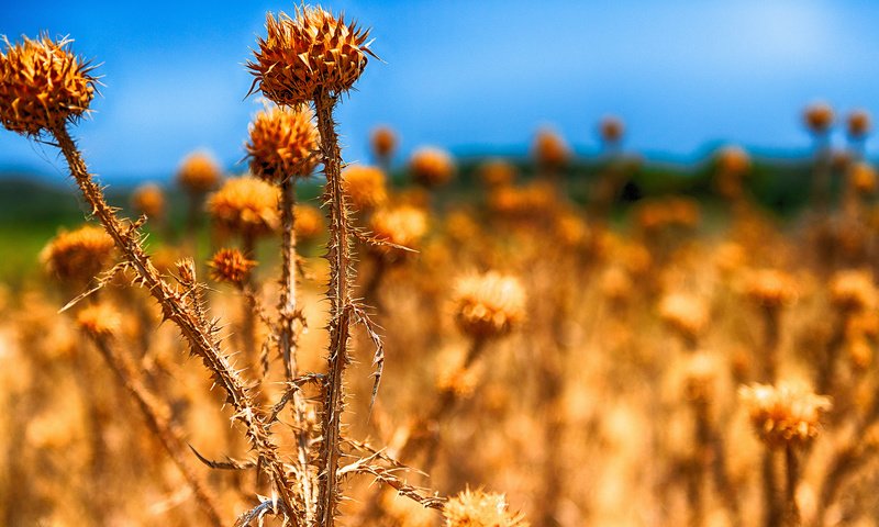 Обои трава, природа, макро, grass, nature, macro разрешение 2048x1152 Загрузить