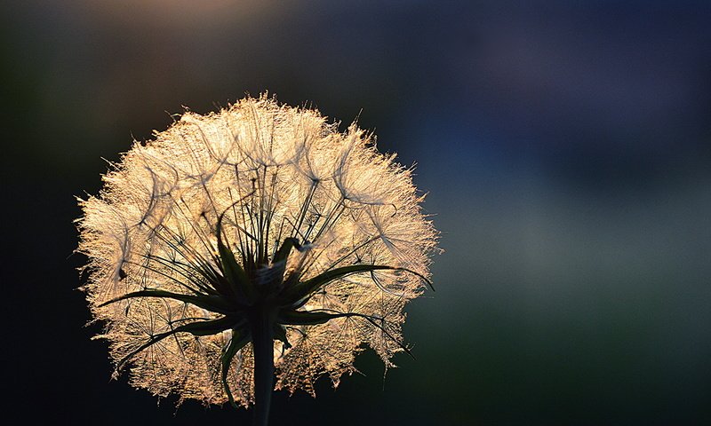 Обои свет, цветок, роса, капли, одуванчик, light, flower, rosa, drops, dandelion разрешение 3000x2000 Загрузить