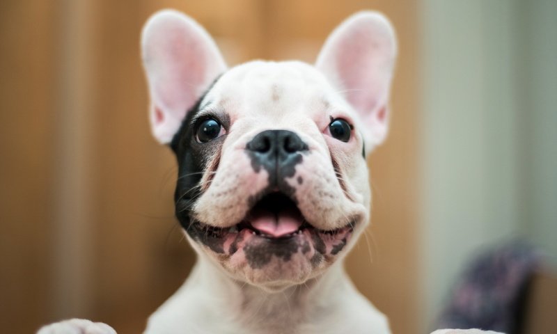 Обои мордочка, взгляд, собака, ушки, бульдог, французский бульдог, muzzle, look, dog, ears, bulldog, french bulldog разрешение 2560x1600 Загрузить