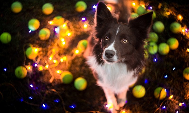 Обои собака, праздник, гирлянда, бордер-колли, dog, holiday, garland, the border collie разрешение 1920x1200 Загрузить